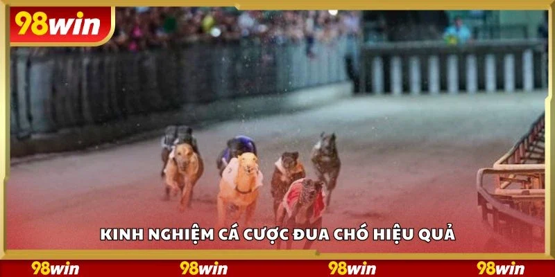 Kinh nghiệm cá cược đua chó hiệu quả